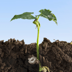 seed growing out of soil