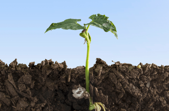 seed growing out of soil