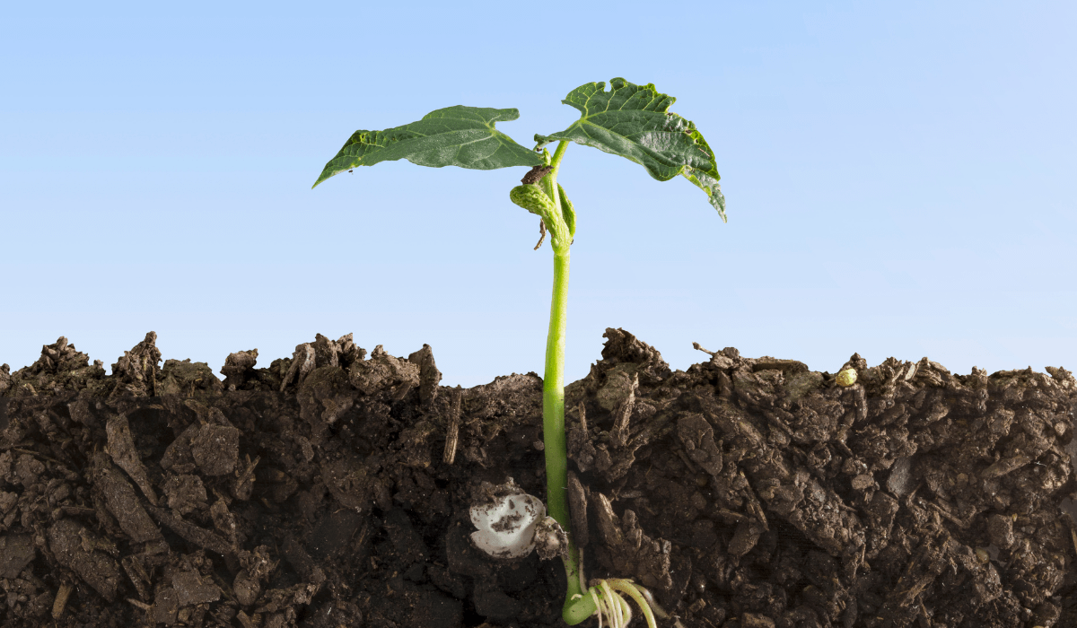 seed growing out of soil