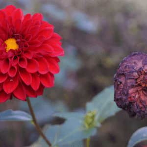 two red flowers, one dead one alive