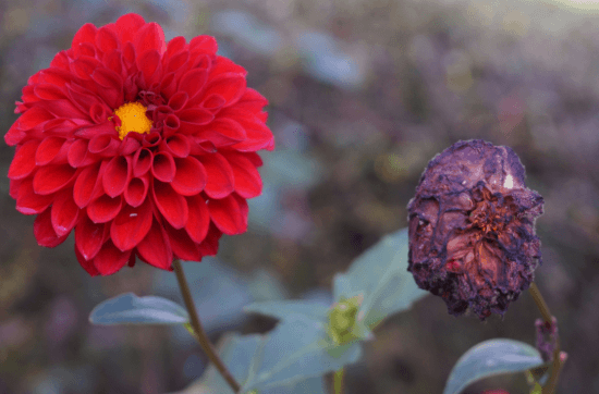 two red flowers, one dead one alive