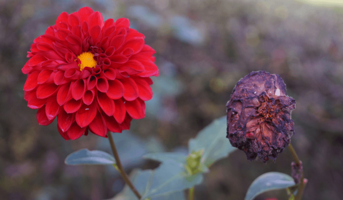 two red flowers, one dead one alive