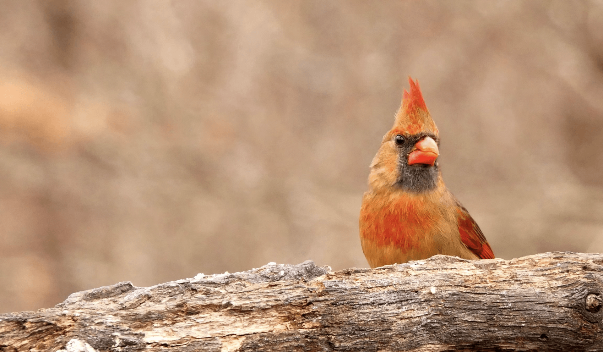 orange cardinal