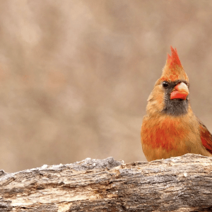 orange cardinal