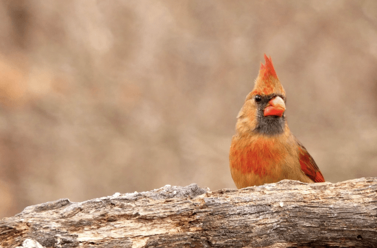 orange cardinal