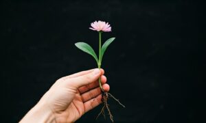 a pjotograph of a hand holding pink flower against black background