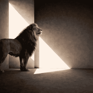 Lion standing in shadow, facing a beam of light in a minimalist interior, symbolising quiet courage and inner leadership.